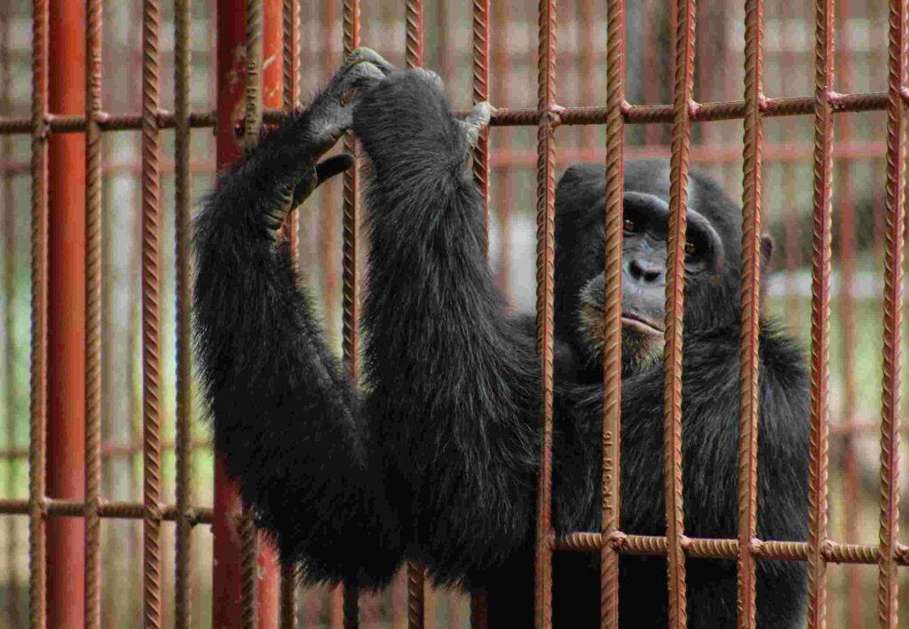 Chimpanzee_in_a_cage