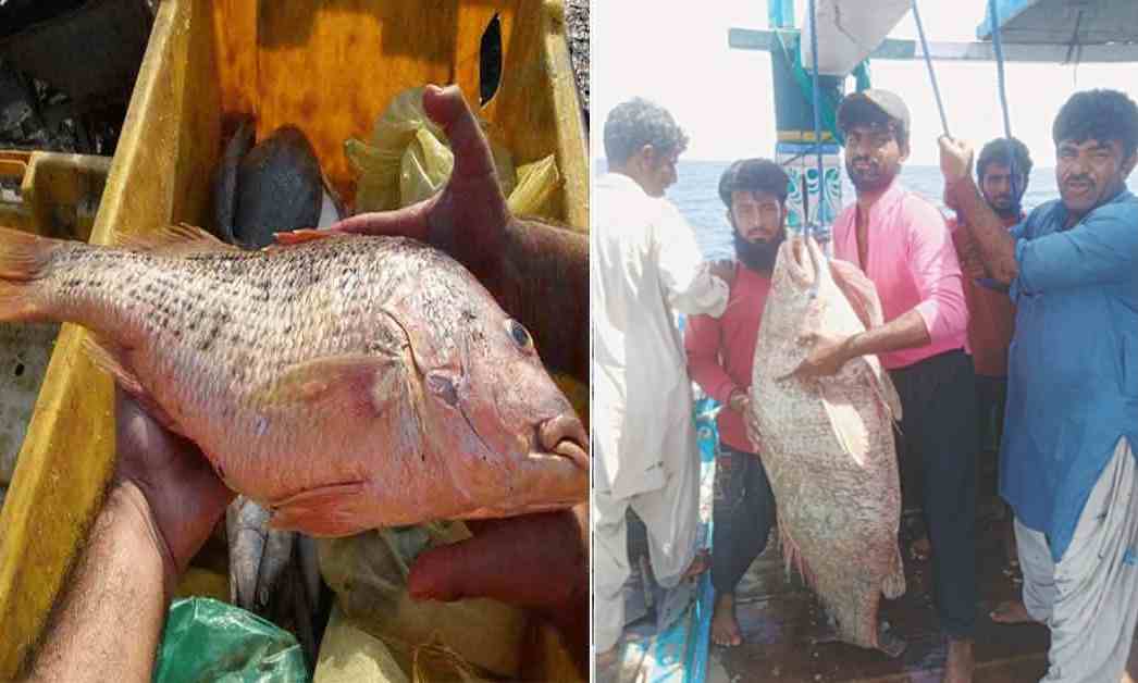 karachi-fisherman